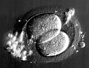 24 hours after fertilization