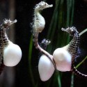 pregnant sea horses