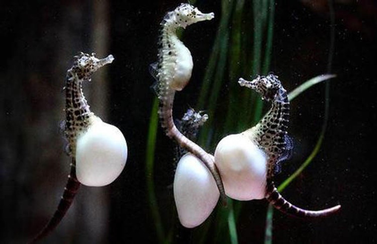 pregnant sea horses