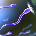 fertilization
