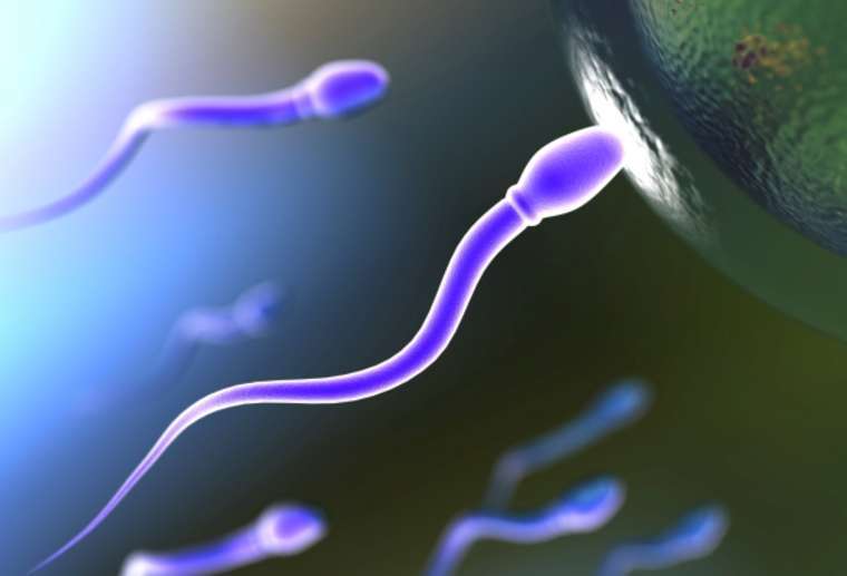 fertilization