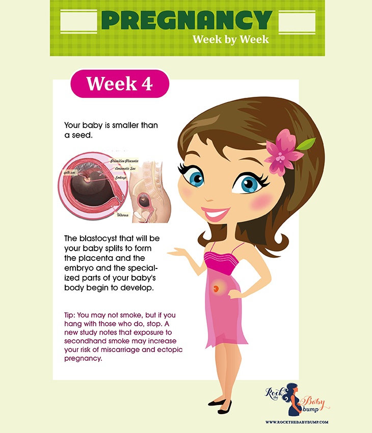 pregnancy week 4