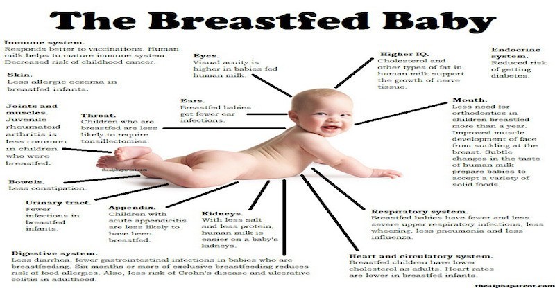 the breastfed baby