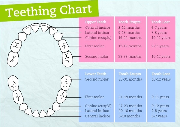 When Do Babies Start Teething? (Symptoms & NATURAL ...