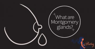 montgomery glands